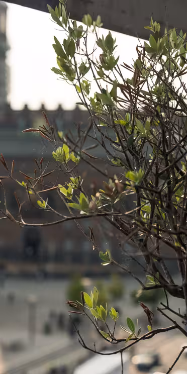 En grøn plante i forgrunden med en sløret udsigt over en byplads og historisk murstensbygning i baggrunden under en klar himmel.